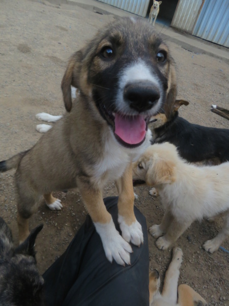 MILO (ex CANTERBURY) - chiot mâle, de taille moyenne à l'âge adulte - né environ en mars 2022 - REMEMBER ME LAND - Adopté par Maeva (76)  Canter17