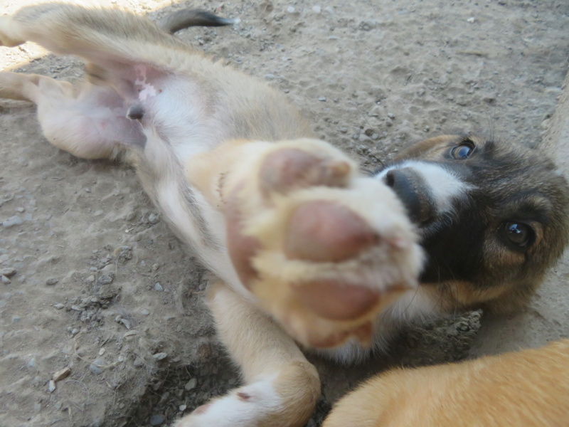 MILO (ex CANTERBURY) - chiot mâle, de taille moyenne à l'âge adulte - né environ en mars 2022 - REMEMBER ME LAND - Adopté par Maeva (76)  Canter24