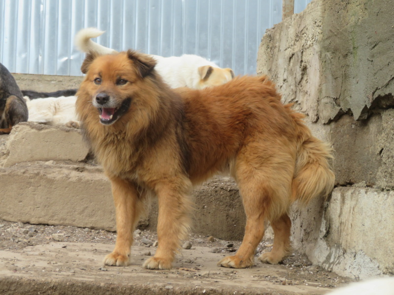 CARTHAGE - mâle, croisé chow chow, de taille moyenne - né environ en mars 2012 - REMEMBER ME LAND - Adopté par Elisabeth (60) Cartha14