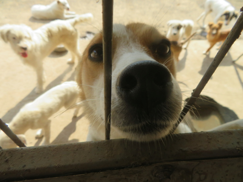 CERSEI - femelle 2 ans - Asso Remember Me (Roumanie) Cersei22