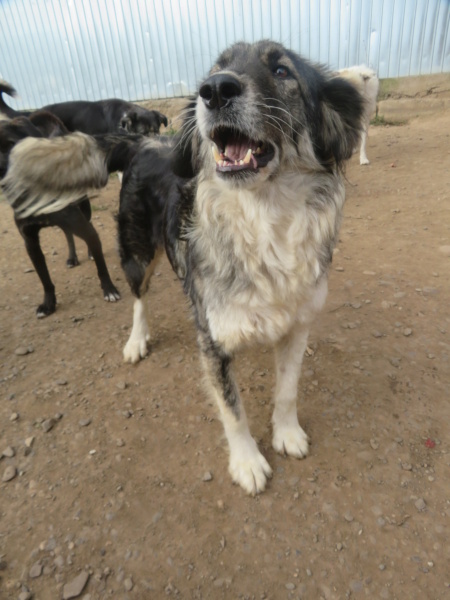 TCHAÏNA (ex CHAÏNA) - femelle, de grande taille, née environ en juillet 2016 - REMEMBER ME LAND - Adoptée par Christelle (51) Chaina30