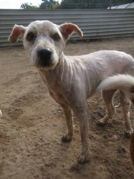 CHOUBIDOU - mâle, de petite taille - né environ en août 2020 - REMEMBER ME LAND - En FA chez Fabienne - Adopté par Maxime (5523 - Belgique)  Choubi15