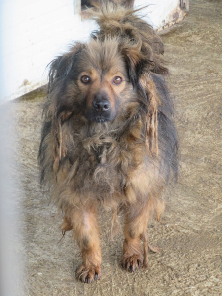 COOKIE (ex CLOTAIRE) - mâle, de taille moyenne - né environ en mars 2017 (fourrière Mihailesti) - En pension Centre RM Pascani - Adopté par Jenny (61)  Clotai14