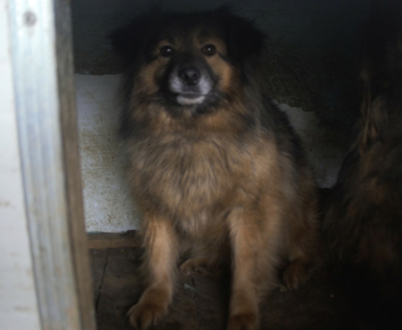 BROWNI (ex CLOVIS) - mâle, de taille moyenne - né environ en avril 2015 (fourrière à Mihailesti) - En pension au centre RM (Pascani) - Adopté par Jenny (61)  Clovis10