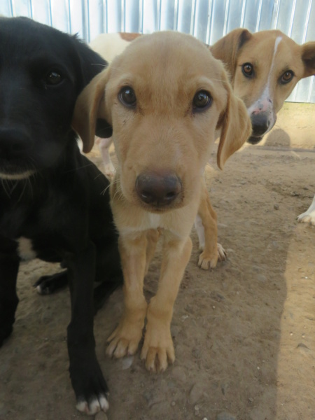 CUTIE - chiot mâle, typé labrador, de taille moyenne à grande taille à l'âge adulte - né environ en juin 2022 - REMEMBER ME LAND/DÉCÉDÉ  Cutie_10