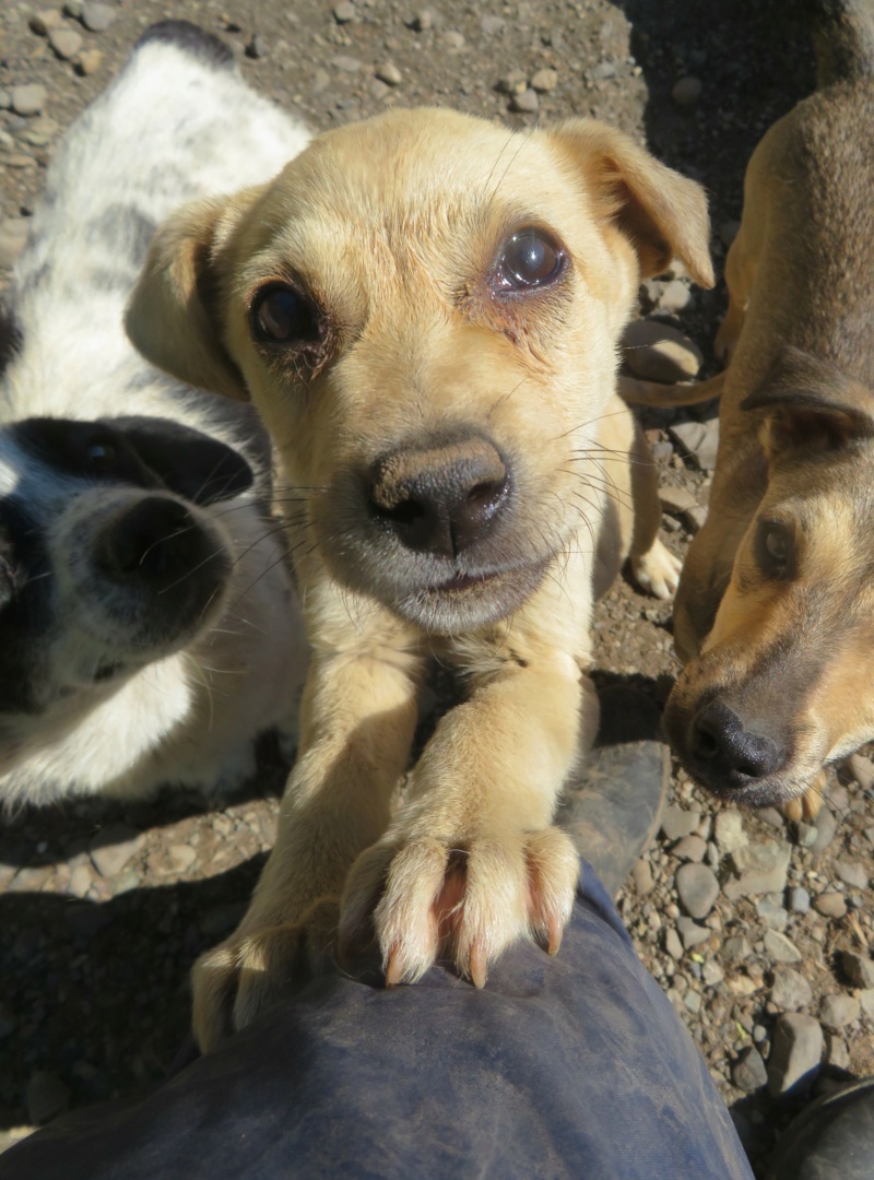 HAVANA (ex DESY) - chiot femelle, de taille petite à moyenne à l'âge adulte - née environ en février 2022 - REMEMBER ME LAND - Adoptée par Paola (84) - adoptée via la SPA de Nîmes  Desy_115