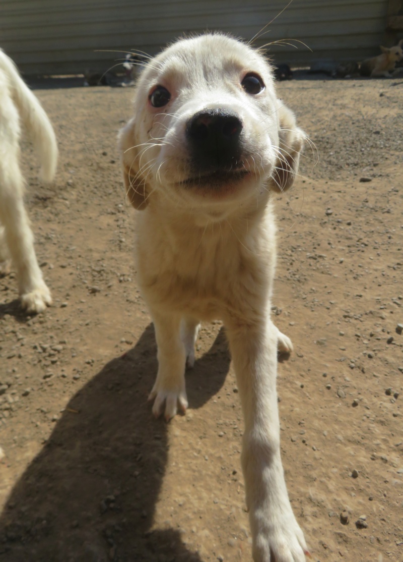 DRAKO - chiot mâle, de taille moyenne à l'âge adulte - né environ en mars 2022 - REMEMBER ME LAND - Adopté par Kristina (4837 - Belgique) - retour à l'adoption  Drako_13