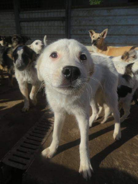 DRAKO - chiot mâle, de taille moyenne à l'âge adulte - né environ en mars 2022 - REMEMBER ME LAND - Adopté par Kristina (4837 - Belgique) - retour à l'adoption  Drako_25