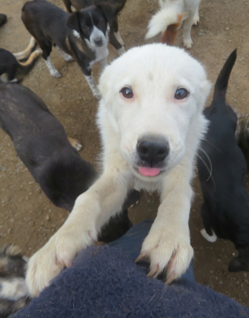 DRAKO - chiot mâle, de taille moyenne à l'âge adulte - né environ en mars 2022 - REMEMBER ME LAND - Adopté par Kristina (4837 - Belgique) - retour à l'adoption  Drako_32