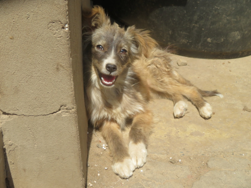 TRISKELL (ex ECORCE) - chiot femelle, de taille petite à moyenne à l'âge adulte - née environ en décembre 2021 - REMEMBER ME LAND -  Adoptée par Sophie (35)  Ecorce20