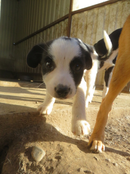 SMOKI (ex EDDY) - mâle, de taille moyenne à l'âge adulte - né environ en juin 2022 - REMEMEBER ME LAND - Adopté par Emma (1000 - Belgique)  Eddy_115