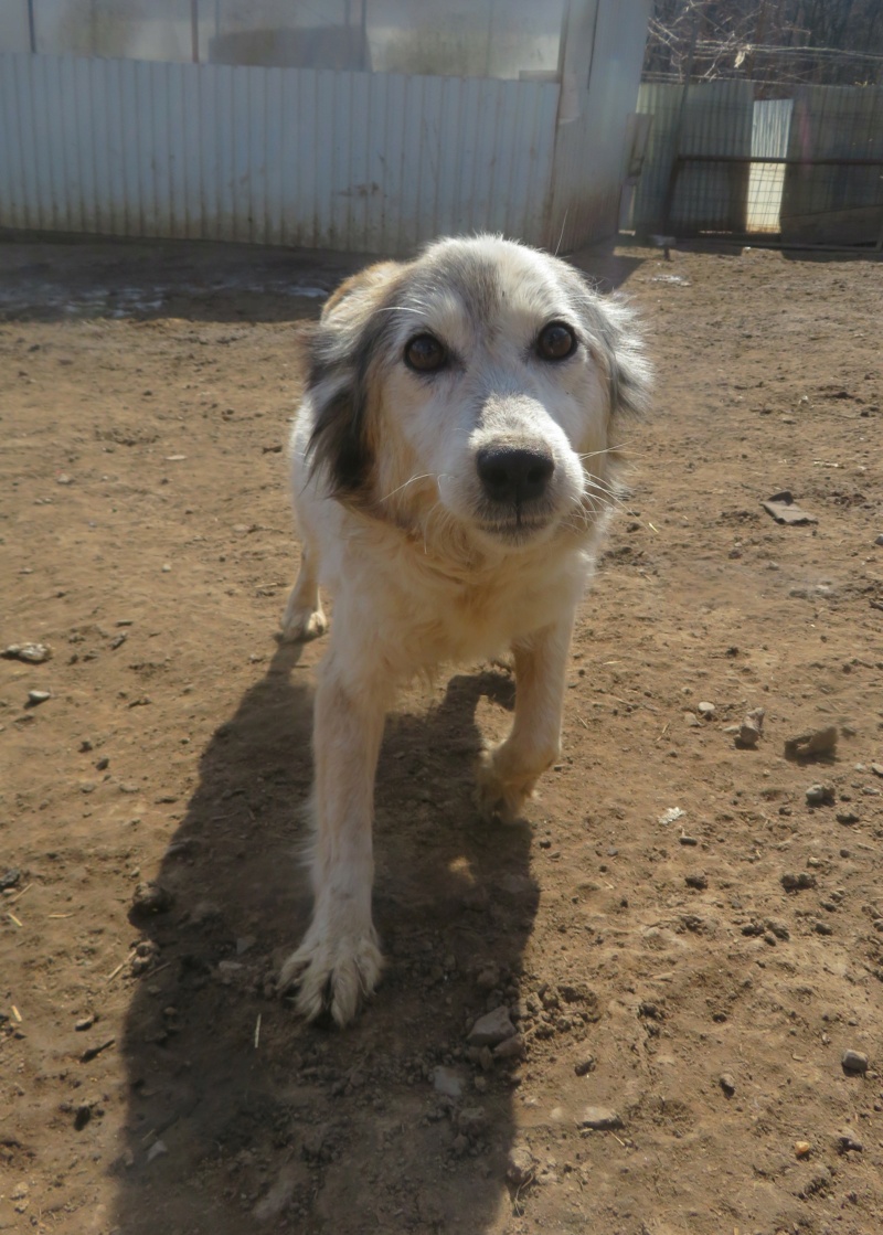 esmee - JOY (ex ESMEE) - femelle, de taille petite à moyenne - née environ en mars 2019 - adoptée par Geneviève (03) Esmee_22