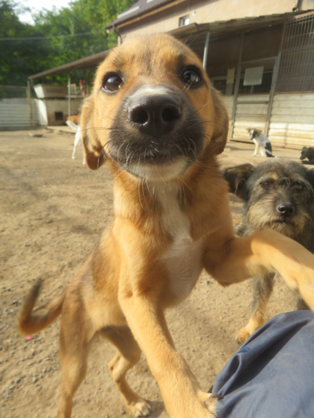 IRIS (ex ESPERANCE) - chiot femelle, de taille moyenne à l'âge adulte - née environ en mai 2022 - REMEMBER ME LAND - Adoptée par Céline (69) - retour à l'adoption - Adoptée par Laurence (26) Espera21