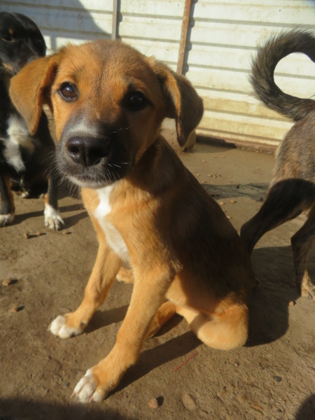 IRIS (ex ESPERANCE) - chiot femelle, de taille moyenne à l'âge adulte - née environ en mai 2022 - REMEMBER ME LAND - Adoptée par Céline (69) - retour à l'adoption - Adoptée par Laurence (26) Espera31