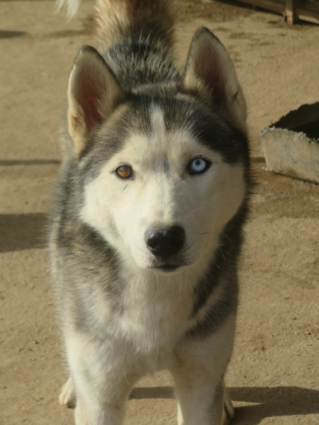 FALKOR - mâle husky, de taille moyenne - né environ en août 2020 - REMEMBER ME LAND Falkor16
