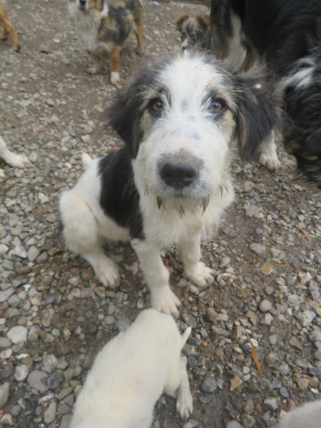 CHARLY (ex FALSETTO) - chiot mâle, typé berger de bucovine, de grande taille à l'âge adulte - né environ en février 2022 - REMEMBER ME LAND - Adopté par Sophie (13) Falset29