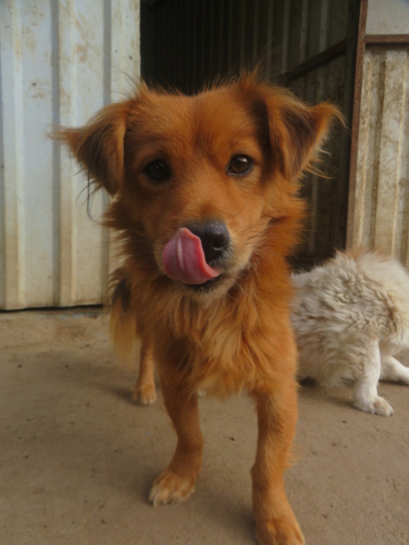 SIMBA (ex FILAO) - mâle, de petite taille, né environ en août 2021 - REMEMBER ME LAND - Adopté par Véronique (6590 - BELGIQUE)  Filao_18