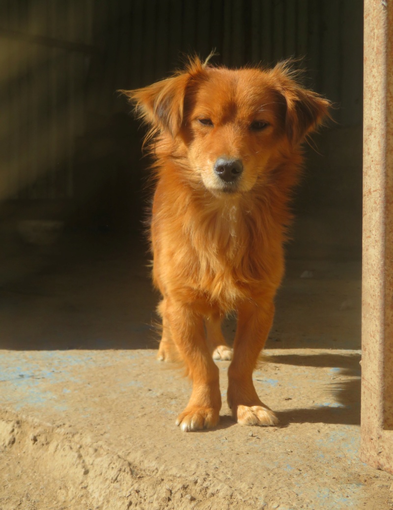 SIMBA (ex FILAO) - mâle, de petite taille, né environ en août 2021 - REMEMBER ME LAND - Adopté par Véronique (6590 - BELGIQUE)  Filao_19