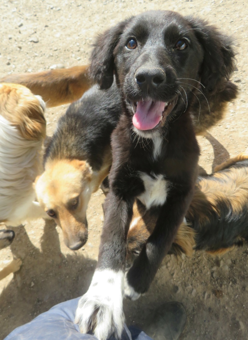 FINAUDE - chiot femelle, typée labrador, de grande taille à l'âge adulte - née environ en décembre 2021 - REMEMBER ME LAND - Adoptée par Alicia et Alain (25)  Finaud19