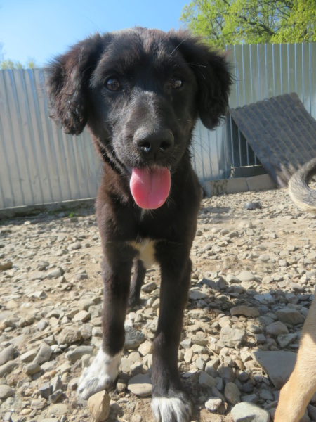 FINAUDE - chiot femelle, typée labrador, de grande taille à l'âge adulte - née environ en décembre 2021 - REMEMBER ME LAND - Adoptée par Alicia et Alain (25)  Finaud24