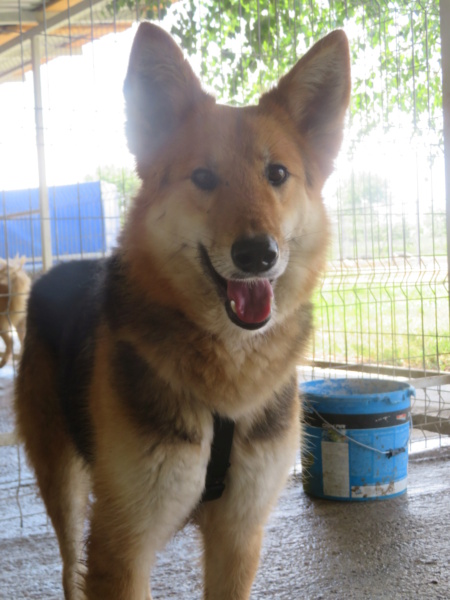 FOXY - mâle, de taille moyenne à grande, né environ en mai 2020 - En pension au centre RM (Pascani) - Adopté par Julie (84)  Foxy_410