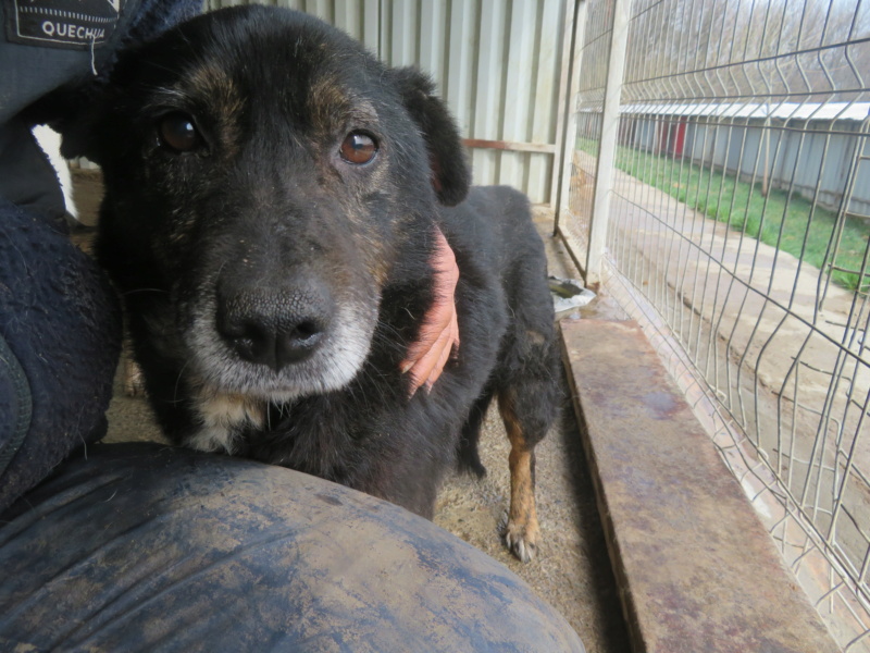 urgent - GASPARD - x 8 ans - Asso Remember Me (Roumanie) sorti de la fourrière mouroir de Golesti Gaspar24