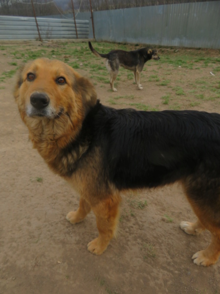 GAÏA (ex GENNY) - femelle, de grande taille - née environ en août 2016 - REMEMBER ME LAND -  Adoptée par Pascale (34)  Genny_10