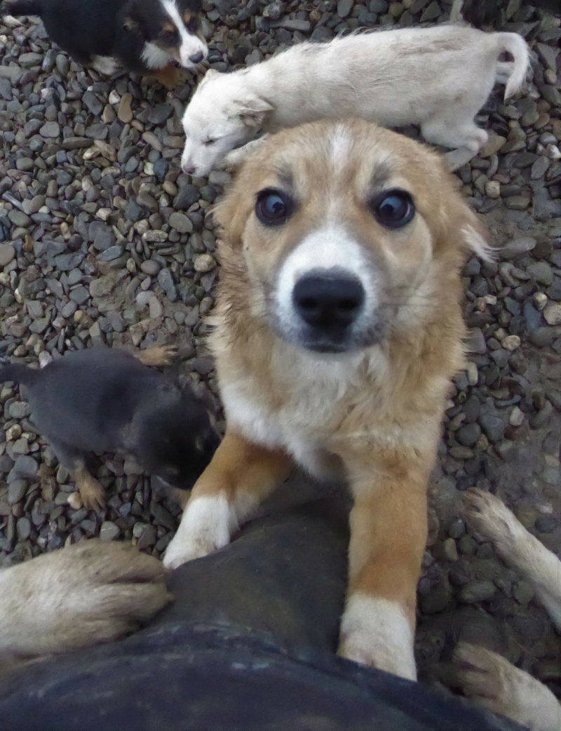 GUESS - chiot femelle, de taille petite à moyenne à l'âge adulte - née environ en juin 2022 - Centre RM Pascani (ROUMANIE) - Adoptée par Gilbert (7800 - Belgique)  Guess_24