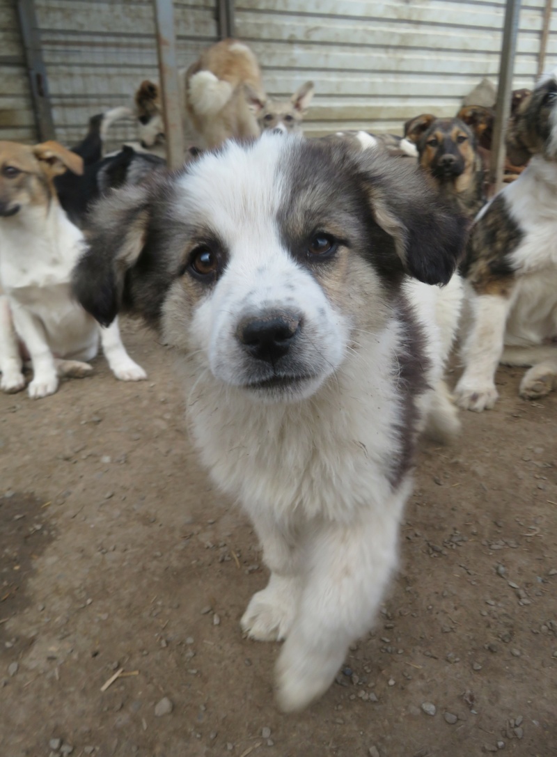 HEROS - chiot mâle , de taille moyenne à l'âge adulte - né environ en décembre 2021 - REMEMBER ME LAND - Adopté par Chrysanthe (67)  Heros_14