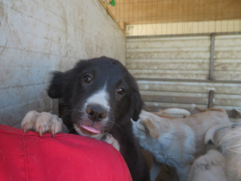 YUKI (ex HUGUETTE) - chiot femelle, de taille moyenne à l'âge adulte - née environ en mars 2022 - REMEMBER ME LAND - Adoptée par Ania et Laura (1050 - Belgique)  Huguet11