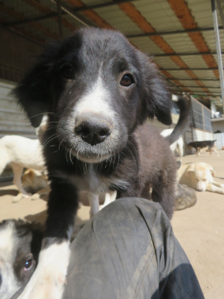 YUKI (ex HUGUETTE) - chiot femelle, de taille moyenne à l'âge adulte - née environ en mars 2022 - REMEMBER ME LAND - Adoptée par Ania et Laura (1050 - Belgique)  Huguet19