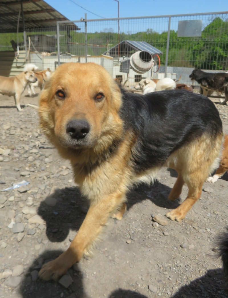 OLI (ex ISKANDER) - mâle, de taille moyenne - né environ en février 2019 - REMEMBER ME LAND  - Adopté par Laura (94)  Iskand16