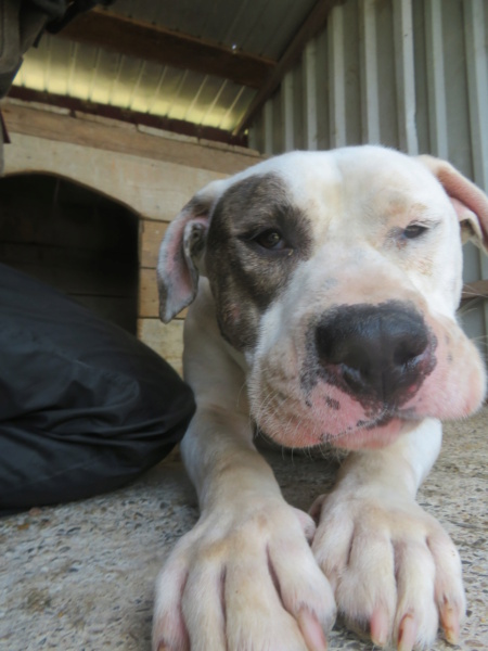 JACK- mâle amstaff, de taille moyenne - née environ en mai 2018 - REMEMBER ME LAND/DÉCÉDÉ Jack_112