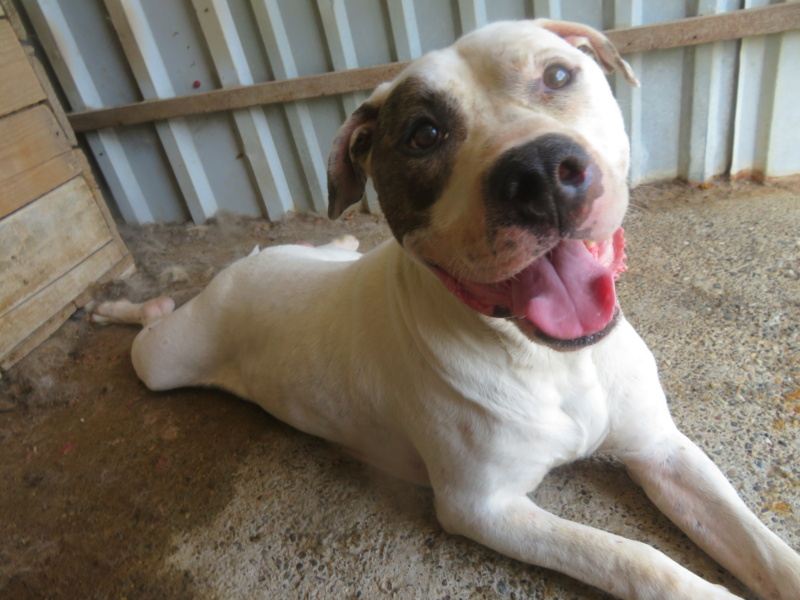 JACK- mâle amstaff, de taille moyenne - née environ en mai 2018 - REMEMBER ME LAND/DÉCÉDÉ Jack_116