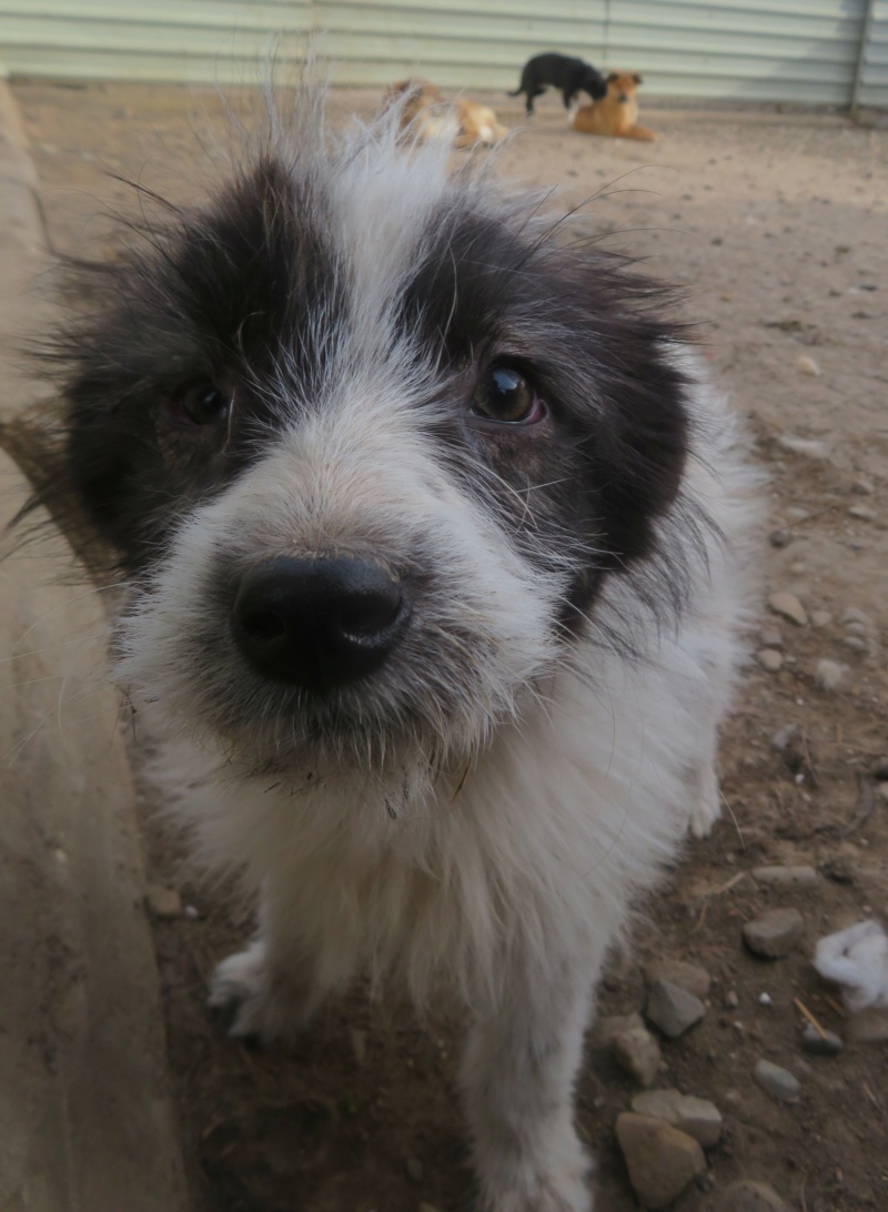 JANELLE - chiot femelle, de taille petite à moyenne à l'âge adulte - née environ en décembre 2021 - REMEMBER ME LAND - EN FA CHEZ FABIENNE (Belgique) - Adoptée par Noëlle (4141 - Belgique)  Janell11