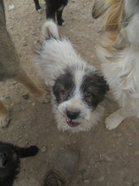 JANELLE - chiot femelle, de taille petite à moyenne à l'âge adulte - née environ en décembre 2021 - REMEMBER ME LAND - EN FA CHEZ FABIENNE (Belgique) - Adoptée par Noëlle (4141 - Belgique)  Janell12