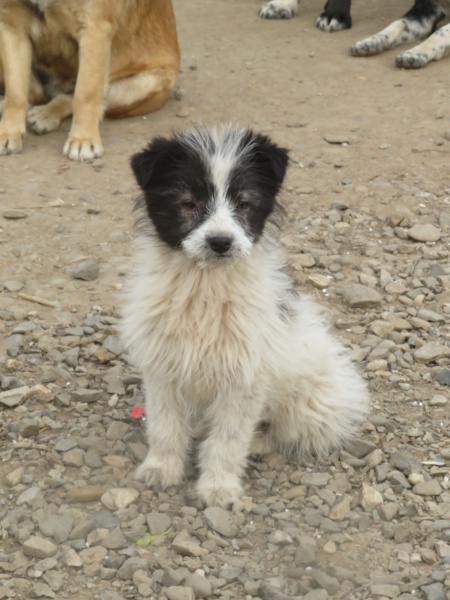 JANELLE - chiot femelle, de taille petite à moyenne à l'âge adulte - née environ en décembre 2021 - REMEMBER ME LAND - EN FA CHEZ FABIENNE (Belgique) - Adoptée par Noëlle (4141 - Belgique)  Janell17