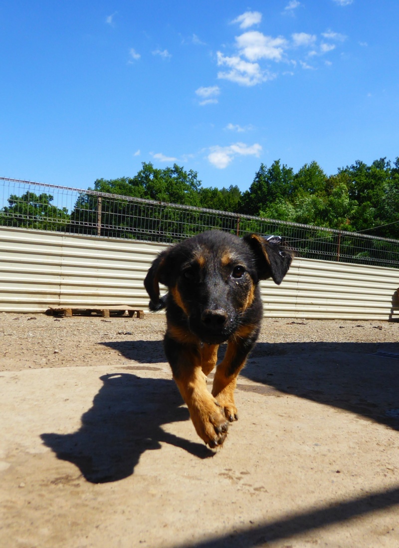 TAÏGA (ex JOLEN) - chiot femelle, de taille moyenne à l'âge adulte - née environ en mars 2022 - REMEMBER ME LAND - Adoptée par Tatiana (91)  Jolen_13