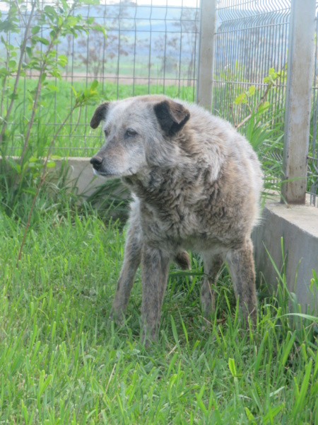  KAPONE - mâle, croisé, de taille moyenne, né environ en août 2010 - Centre RM Pascani (Roumanie) - Adopté par Sylvie (77)  Kapone13