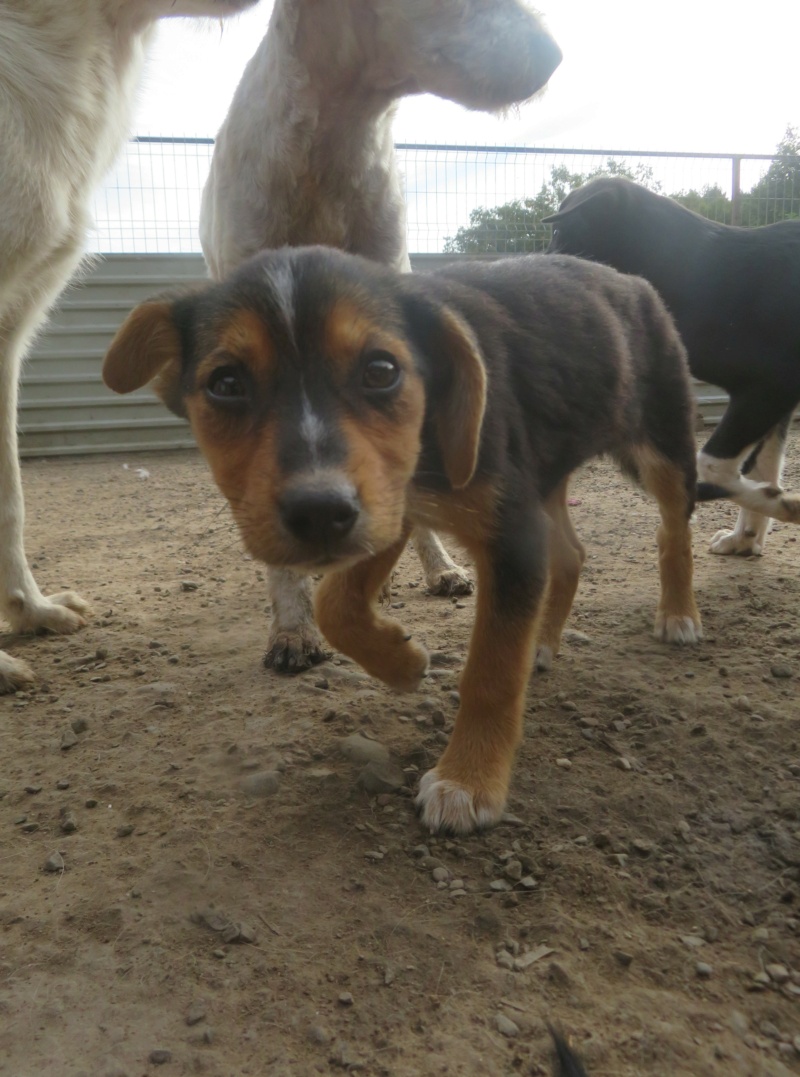 DIYA (ex LAMIA) - chiot femelle, de taille moyenne à l'âge adulte - née environ en juin 2022 - REMEMBER ME LAND - Adoptée par Carla et Kévin (74)  Lamia_19