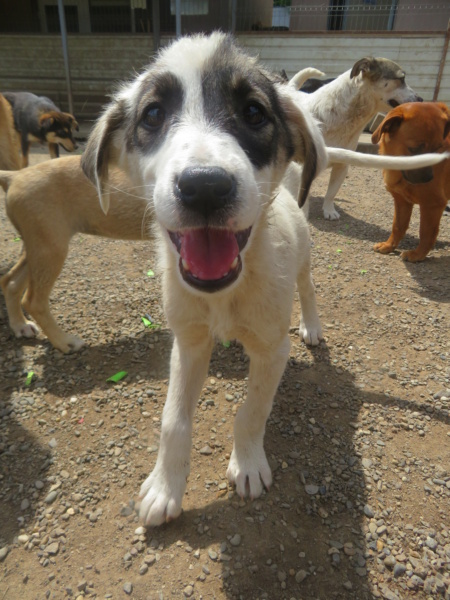 MAYA (ex LAYA) - chiot femelle, de taille moyenne à l'âge adulte - née environ en janvier 2022 - REMEMBER ME LAND - Adoptée par Sandrine (21)  Laya_113