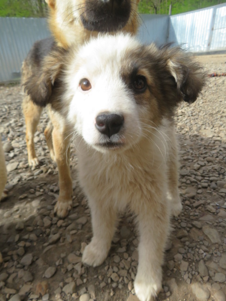 ABBY (ex LEGENDE) - chiot femelle , de taille moyenne à l'âge adulte - née environ en décembre 2021 - REMEMBER ME LAND - Adoptée par Amélie (84)  Legend11