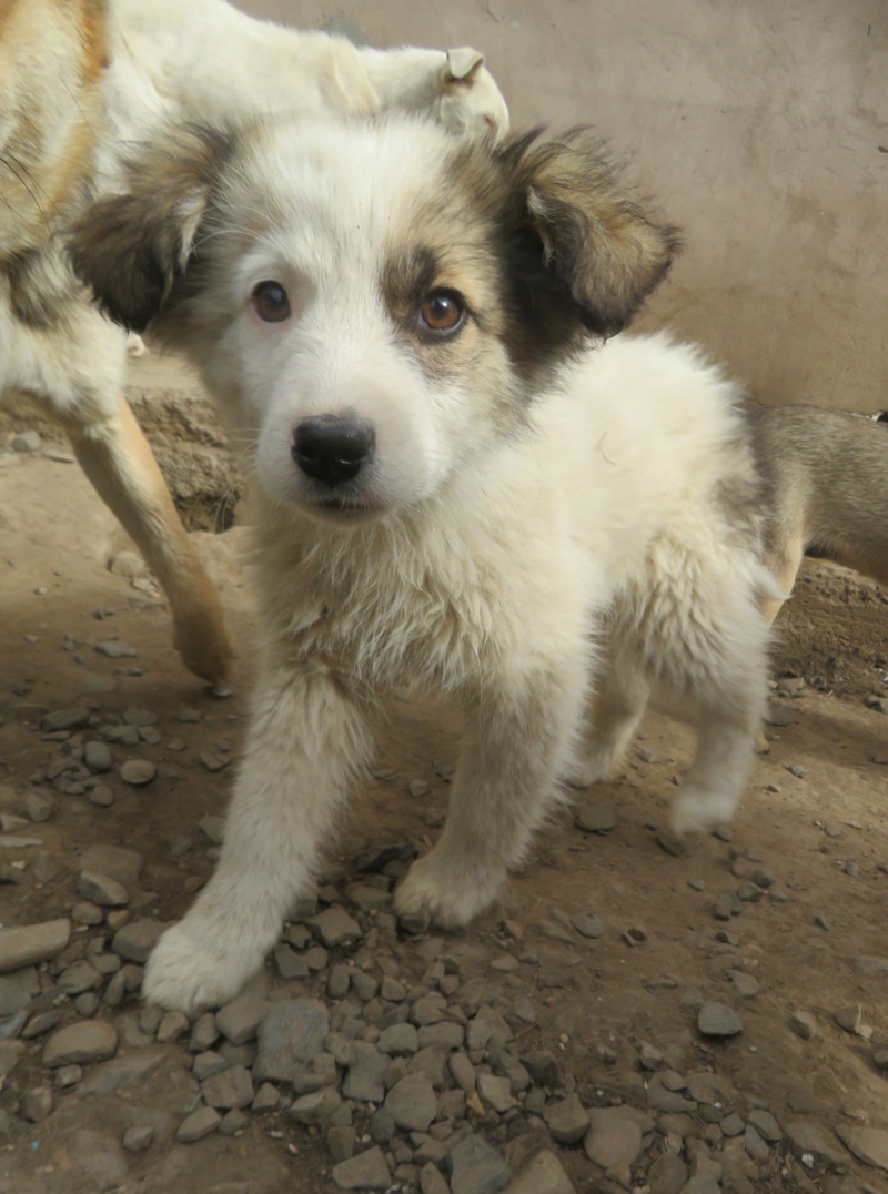 ABBY (ex LEGENDE) - chiot femelle , de taille moyenne à l'âge adulte - née environ en décembre 2021 - REMEMBER ME LAND - Adoptée par Amélie (84)  Legend22