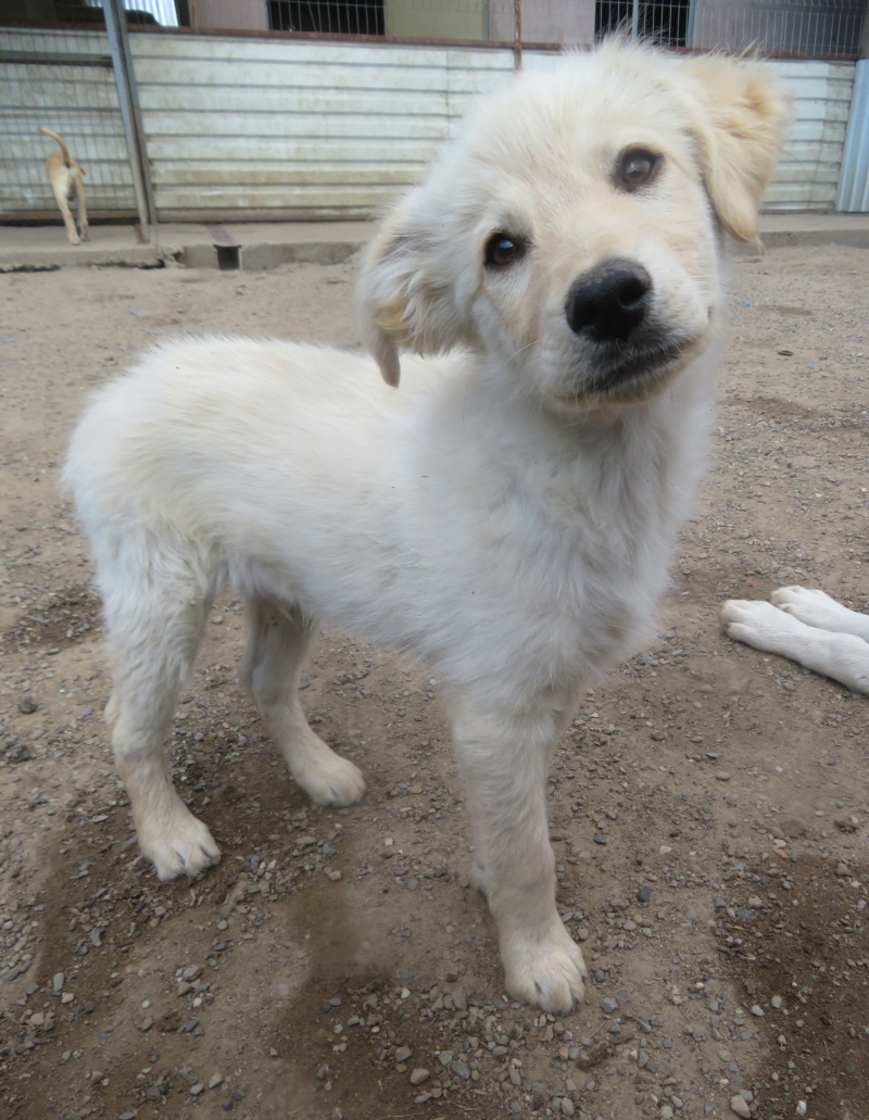 LOONEY - chiot mâle, typé golden retriever, de taille moyenne à grande à l'âge adulte - né environ en mars 2022 - REMEMBER ME LAND - Adopté par Mandy (88)  Looney13