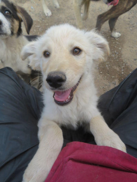 LOONEY - chiot mâle, typé golden retriever, de taille moyenne à grande à l'âge adulte - né environ en mars 2022 - REMEMBER ME LAND - Adopté par Mandy (88)  Looney14