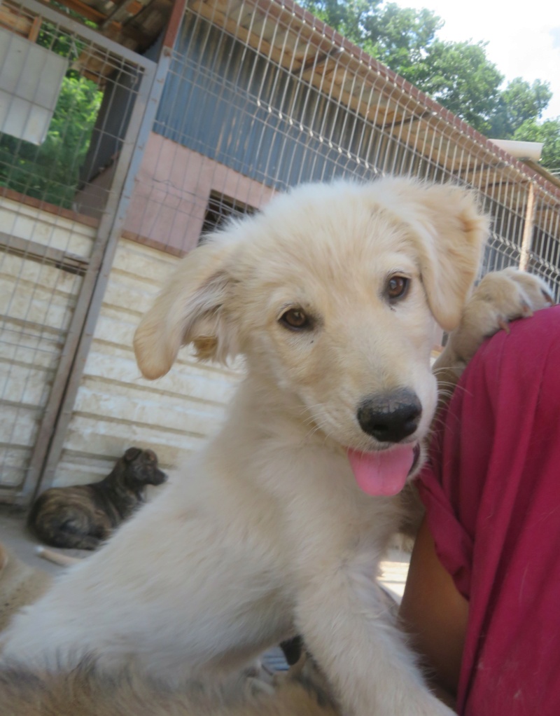 LOONEY - chiot mâle, typé golden retriever, de taille moyenne à grande à l'âge adulte - né environ en mars 2022 - REMEMBER ME LAND - Adopté par Mandy (88)  Looney16