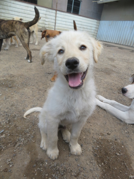 LOONEY - chiot mâle, typé golden retriever, de taille moyenne à grande à l'âge adulte - né environ en mars 2022 - REMEMBER ME LAND - Adopté par Mandy (88)  Looney18