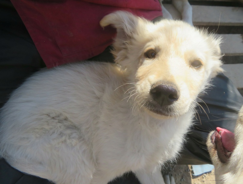 LOONEY - chiot mâle, typé golden retriever, de taille moyenne à grande à l'âge adulte - né environ en mars 2022 - REMEMBER ME LAND - Adopté par Mandy (88)  Looney20