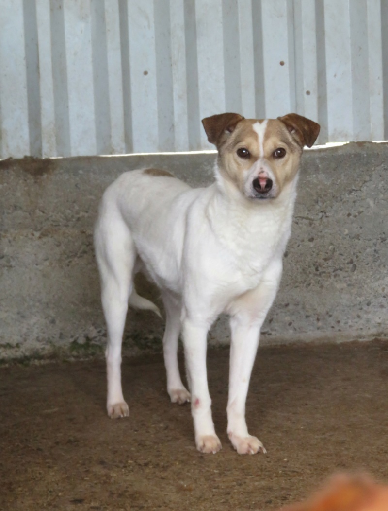 LOTTIE !! + de 3 ans de box !! femelle, de taille petite à moyenne - née en décembre 2018 - (fourrière de Roman) - REMEMBER ME LAND Lottie11