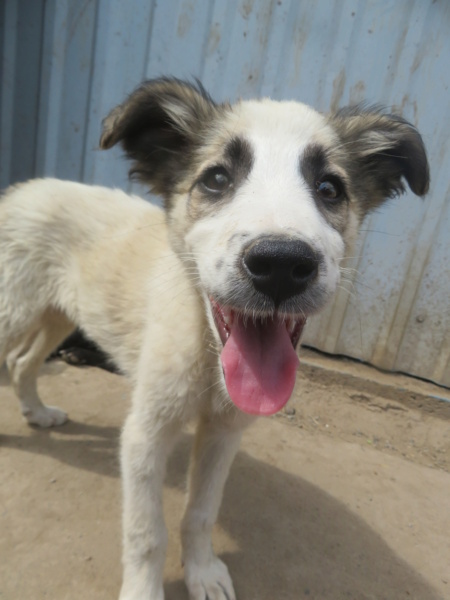 ROSIE (ex LYSE) - chiot femelle, de taille moyenne à l'âge adulte - née environ en janvier 2022 - REMEMBER ME LAND - Adoptée par Tsila (38)  Lyse_115